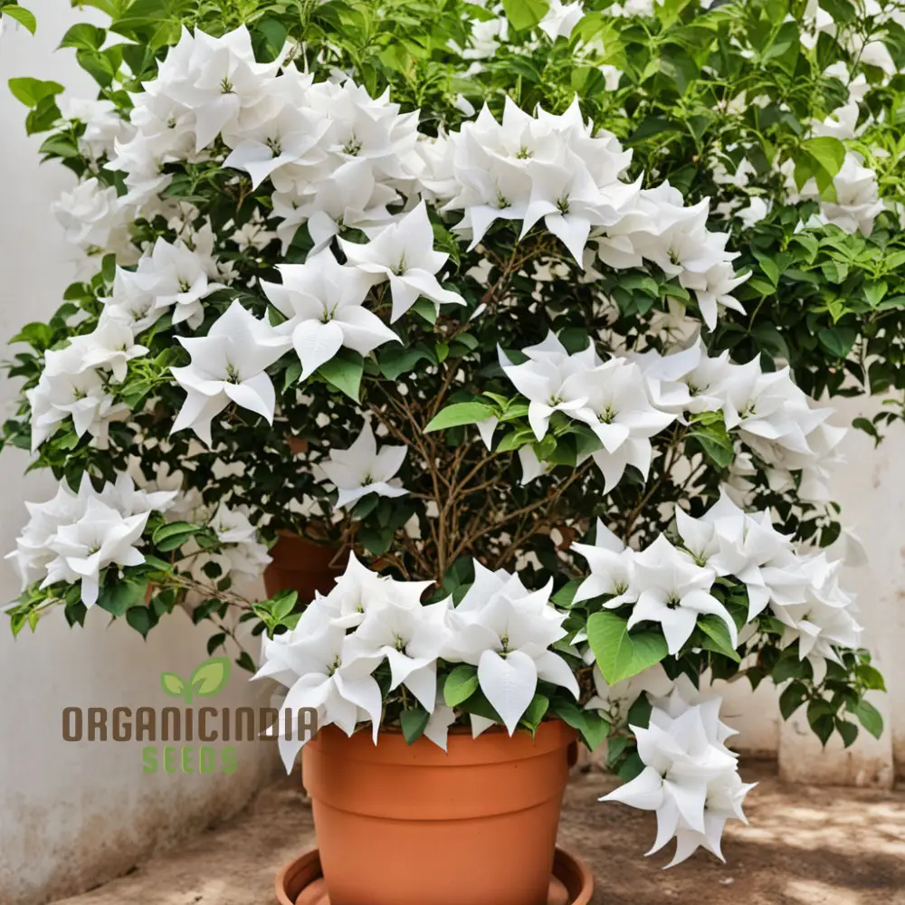 Pure Elegance White Bougainvillea Seed Assortment, Enhance Your Garden with Pristine Beauty - Image 4