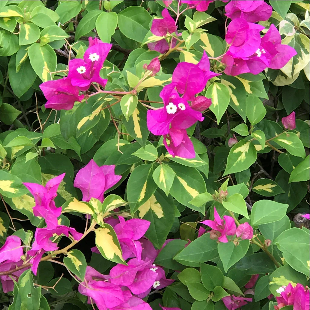 Fresh Bougainvillea Flower Seeds for Planting - Vibrant Pink Blooms