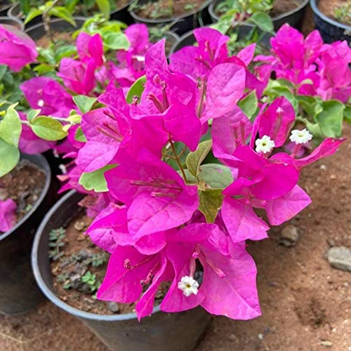 Fresh Bougainvillea Flower Seeds for Planting - Vibrant Pink Blooms - Image 3