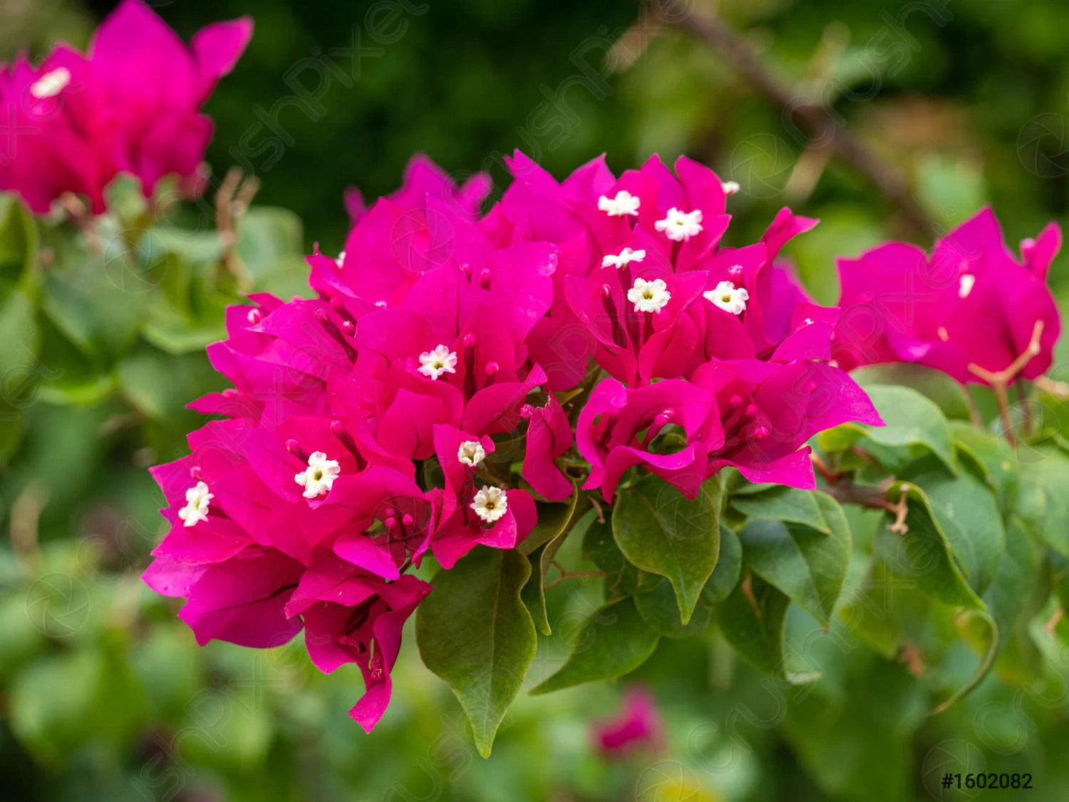 Fresh Bougainvillea Flower Seeds for Planting - Vibrant Pink Blooms - Image 4