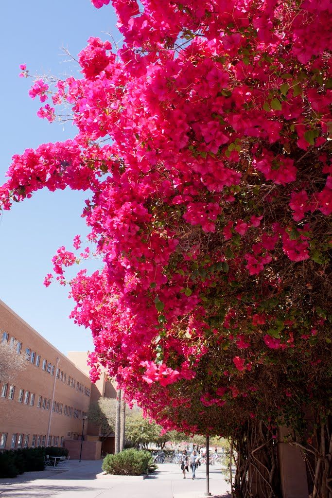 Fresh Bougainvillea Flower Seeds for Planting - Vibrant Pink Blooms - Image 5