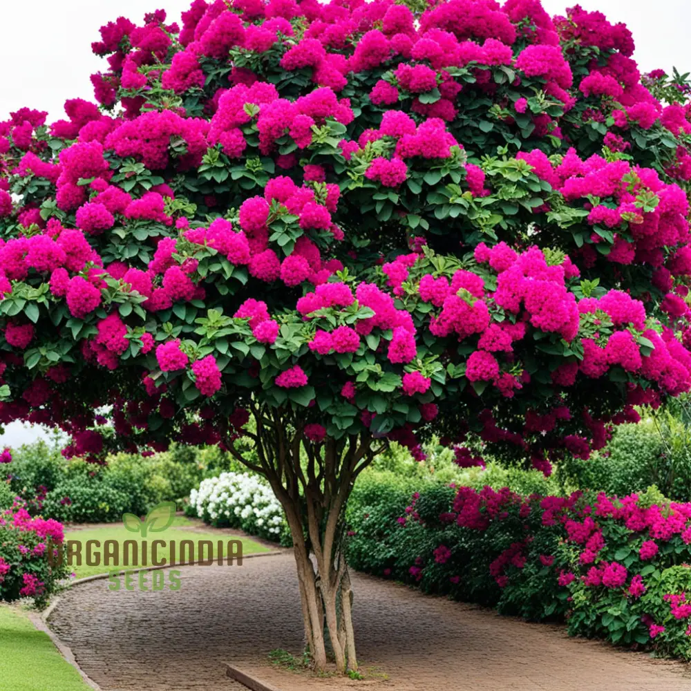 Bougainvillea Dark Pink Flower Seeds, Maroon Premium Bougainvillea Seeds, Colorful Garden Blooms