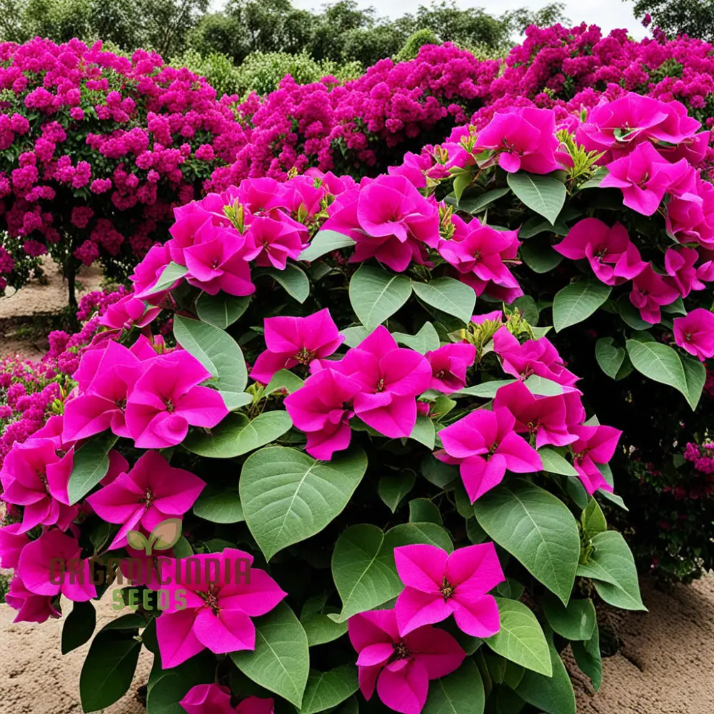 Bougainvillea Dark Pink Flower Seeds, Maroon Premium Bougainvillea Seeds, Colorful Garden Blooms - Image 3
