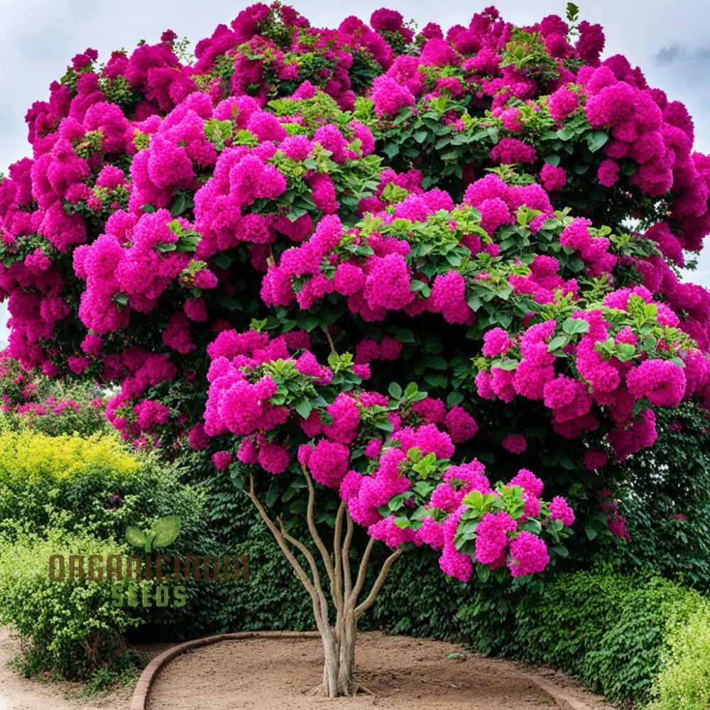 Bougainvillea Dark Pink Flower Seeds, Maroon Premium Bougainvillea Seeds, Colorful Garden Blooms - Image 4