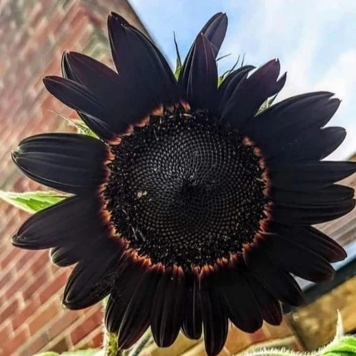 Fresh Deep Black Sunflower Seeds for Garden Planting - Image 3