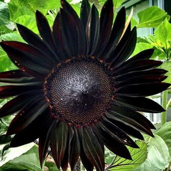 Fresh Deep Black Sunflower Seeds for Garden Planting - Image 4