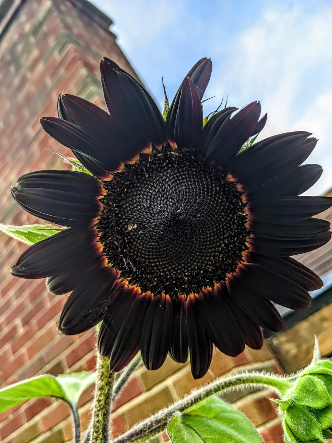 Fresh Deep Black Sunflower Seeds for Planting - Garden Growth for 50 Pcs - Image 3