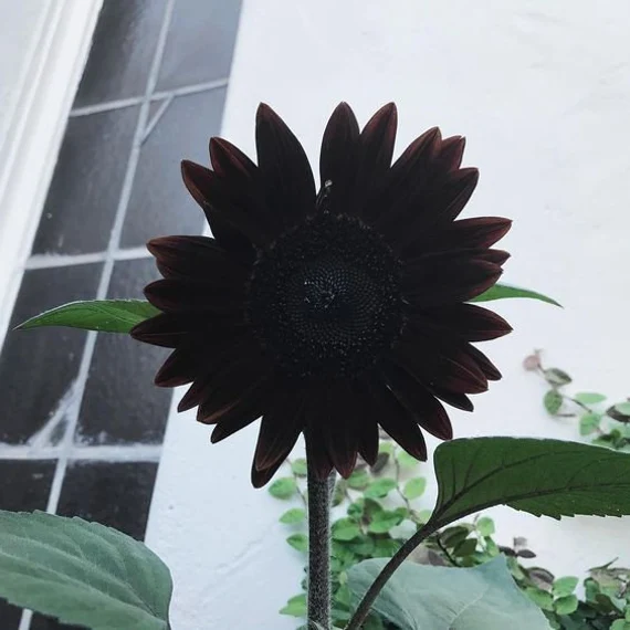 Fresh Deep Black Sunflower Seeds for Planting - Garden Growth for 50 Pcs - Image 4