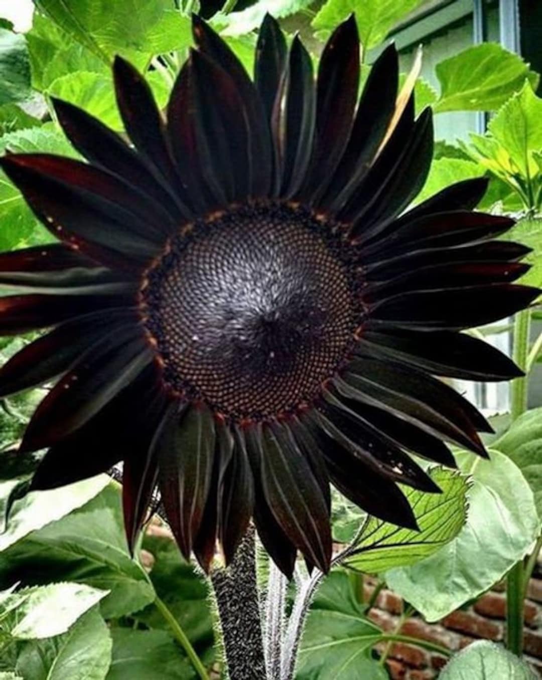 Fresh Deep Black Sunflower Seeds for Planting - Garden Growth for 50 Pcs - Image 5