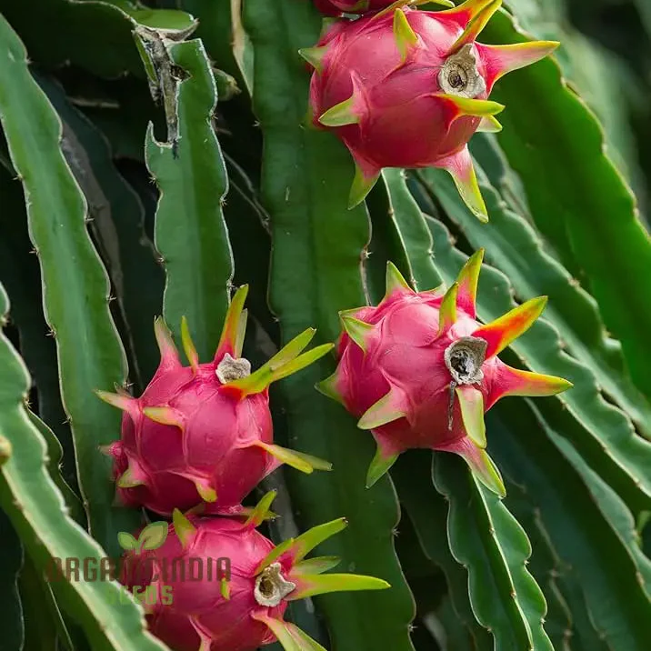 Pink Dragon Fruit Seeds for Planting, Enhance Your Gardening with Exotic Fruit Seeds