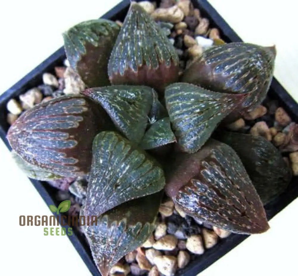 Fresh HAWORTHIA Fusca Seed Pack, Growing HAWORTHIA from Seed, Succulent Seed Suppliers, HAWORTHIA Fusca Plant Seeds