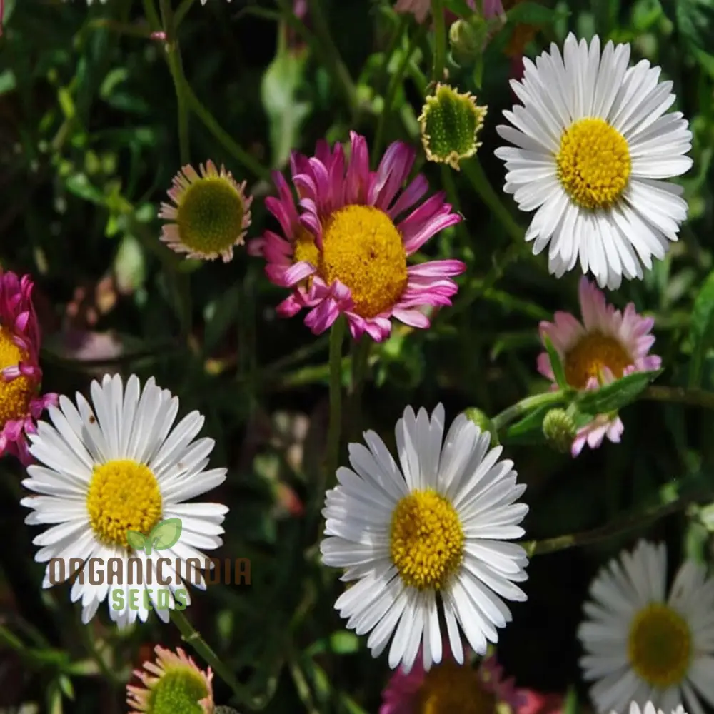 Mixed Karvinskianus Flower Seeds for Planting