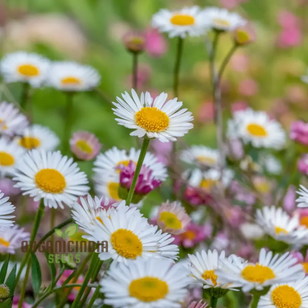Mixed Karvinskianus Flower Seeds for Planting - Image 3