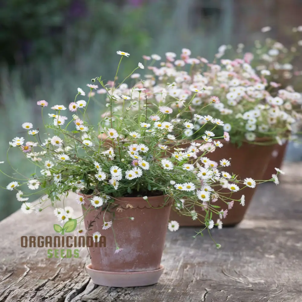 Mixed Karvinskianus Flower Seeds for Planting - Image 4