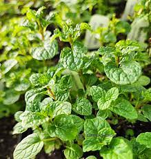 Fresh Mojito Mint Seeds (Mentha villosa) – Grow Aromatic, Lush Herbs for Cocktails & Teas | Non-GMO, Easy to Grow, Garden & Kitchen Essential - Image 2