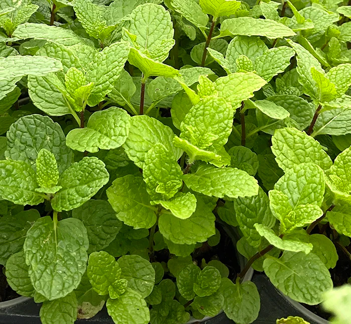 Fresh Mojito Mint Seeds (Mentha villosa) – Grow Aromatic, Lush Herbs for Cocktails & Teas | Non-GMO, Easy to Grow, Garden & Kitchen Essential - Image 3
