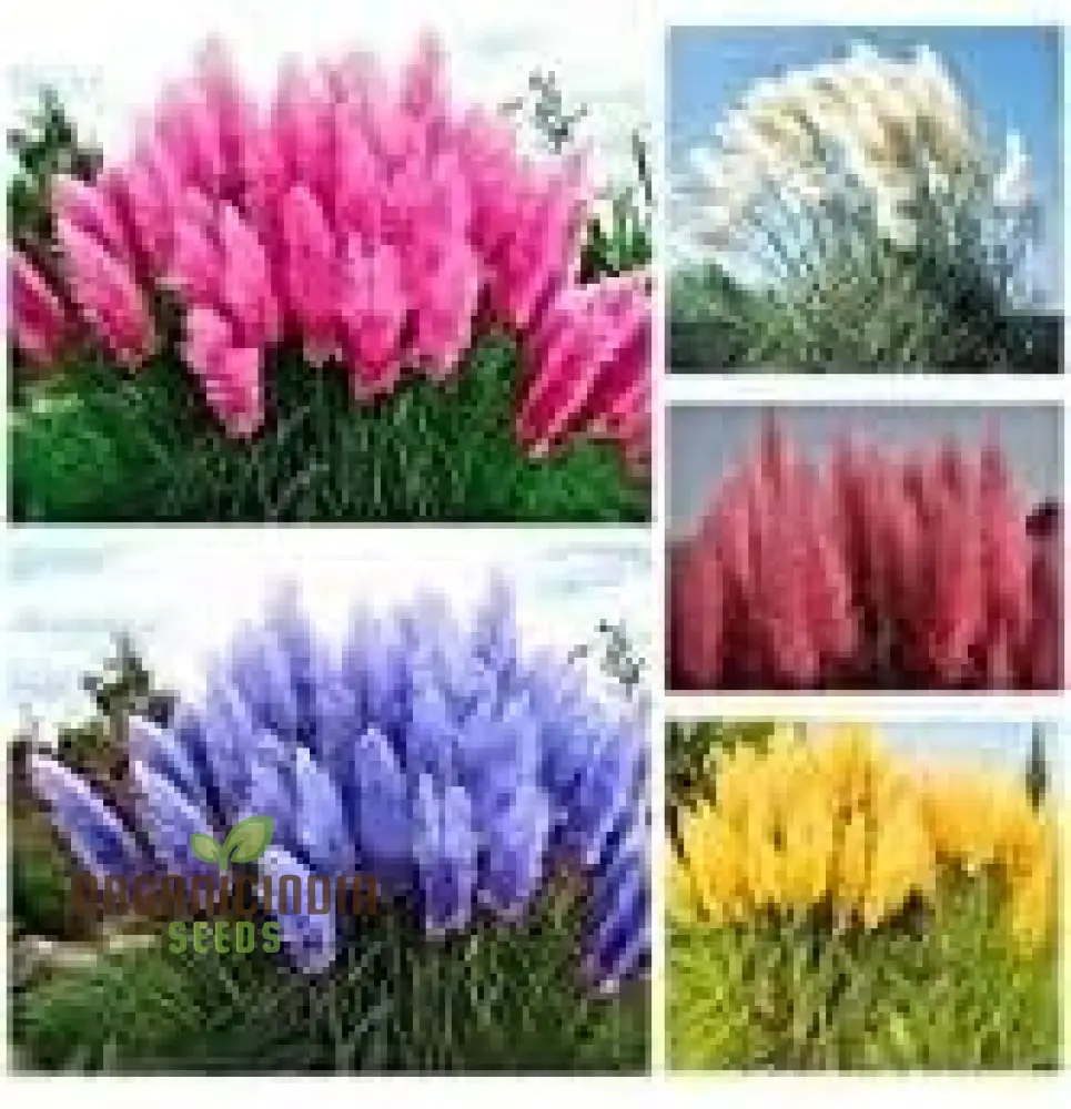Fresh Pampas Plant Seeds, Pampas Grass Seeds For sale, Buy Pampas Grass Seeds Online, Where to Buy Pampas Plant Seeds