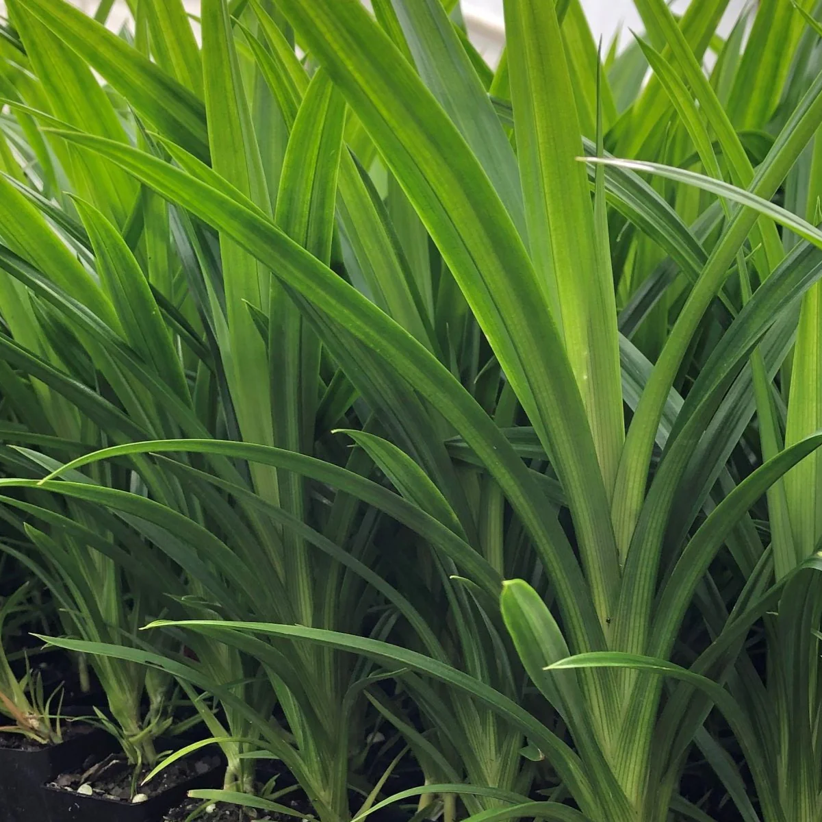 Fresh Pandan Seeds,Pandanus Amaryllifolius, Seeds from Vietnam for Culinary Use - Image 2
