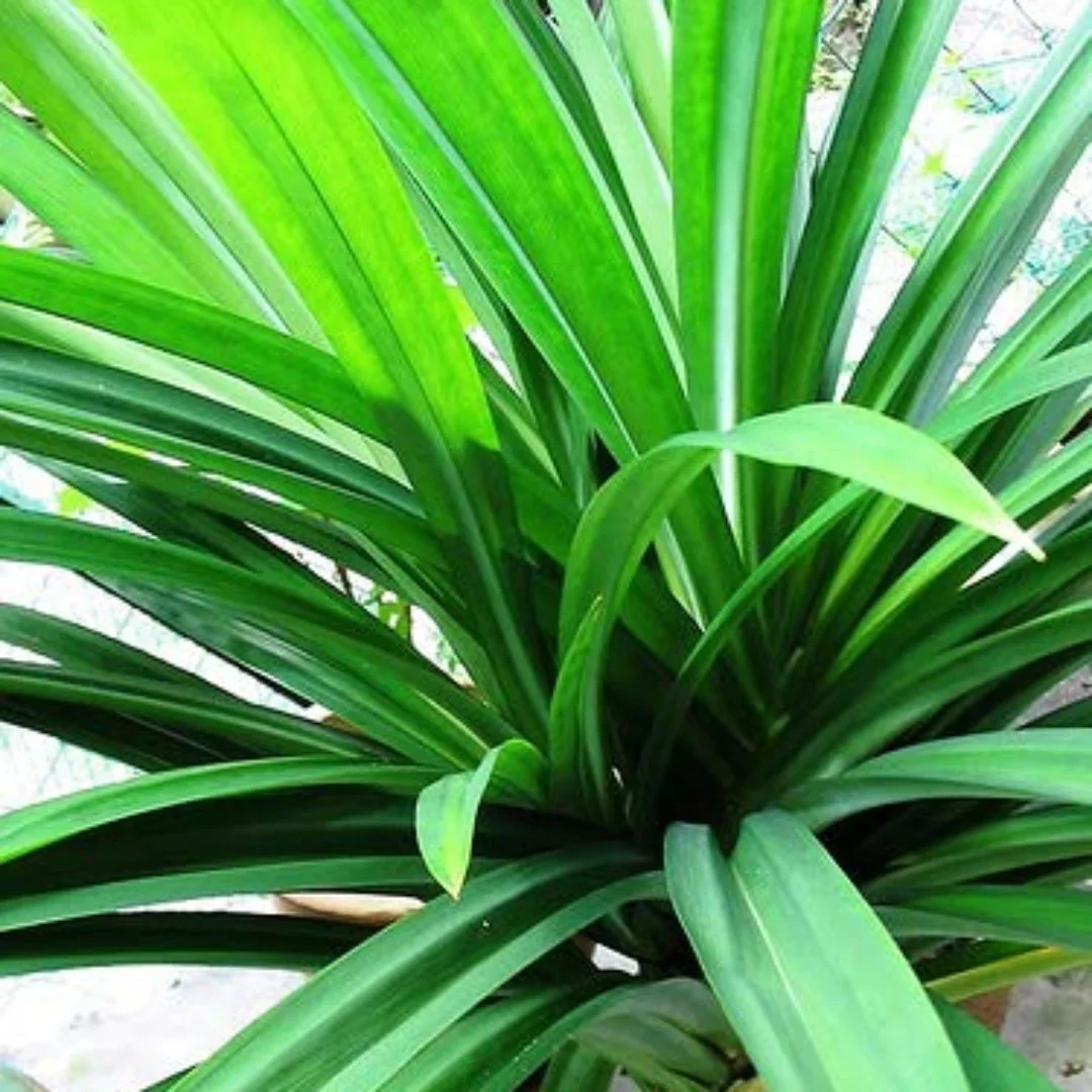 Fresh Pandan Seeds,Pandanus Amaryllifolius, Seeds from Vietnam for Culinary Use - Image 3