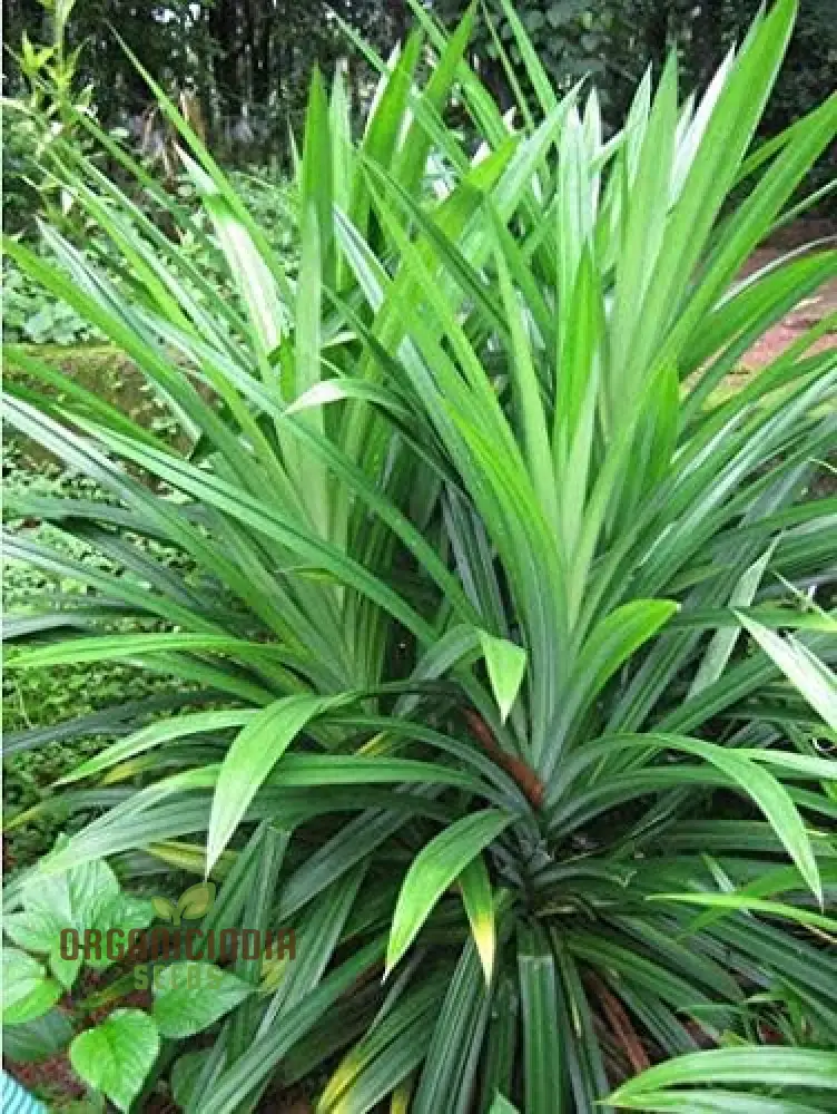 Fresh Pandan Seeds,Pandanus Amaryllifolius, Seeds from Vietnam for Culinary Use - Image 4