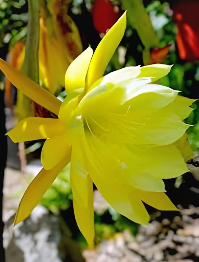 Fresh Stem Cuttings of Epiphyllum Orchid Cactus - Vibrant Yellow Colors | 5 Pieces - Image 3