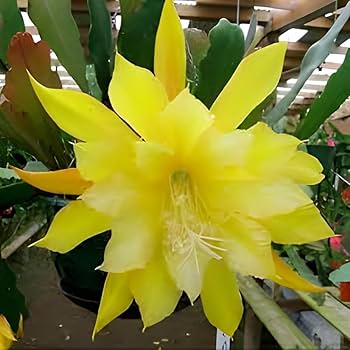 Fresh Stem Cuttings of Epiphyllum Orchid Cactus - Vibrant Yellow Colors | 5 Pieces - Image 4