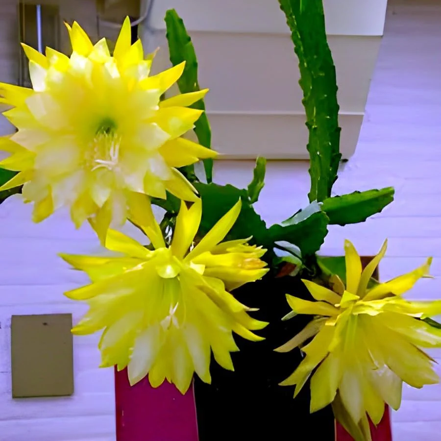 Fresh Stem Cuttings of Epiphyllum Orchid Cactus - Vibrant Yellow Colors | 5 Pieces - Image 5