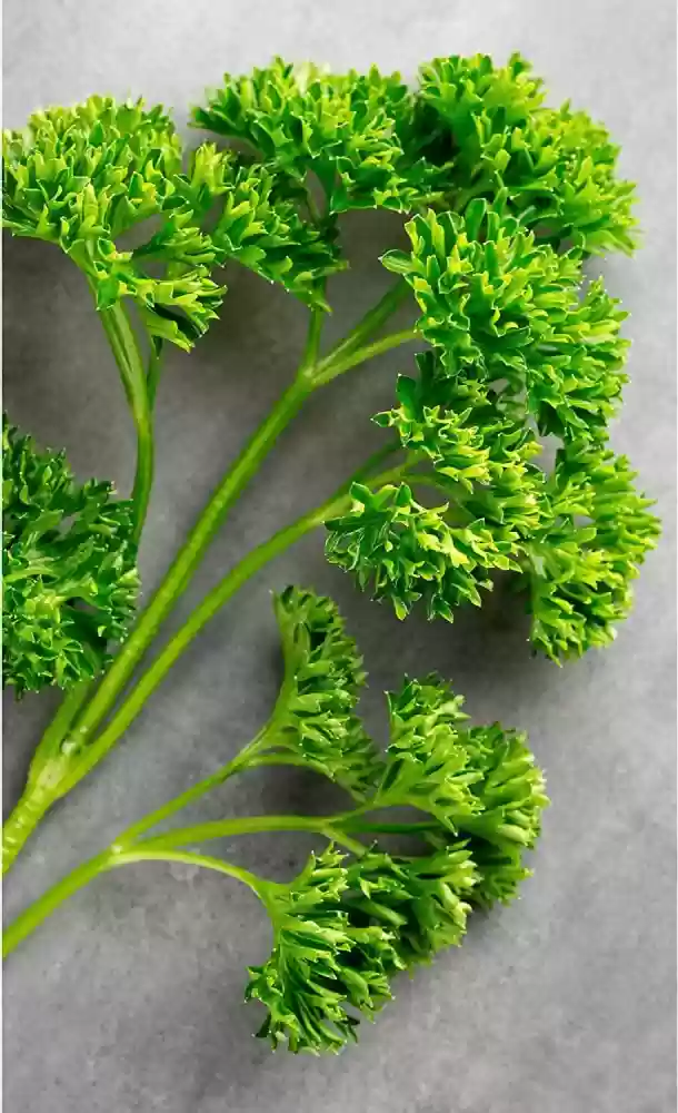 Frisée Parsley Seeds – Premium Quality, Non-GMO, Organic Herb for Fresh & Flavorful Gardening - Image 3