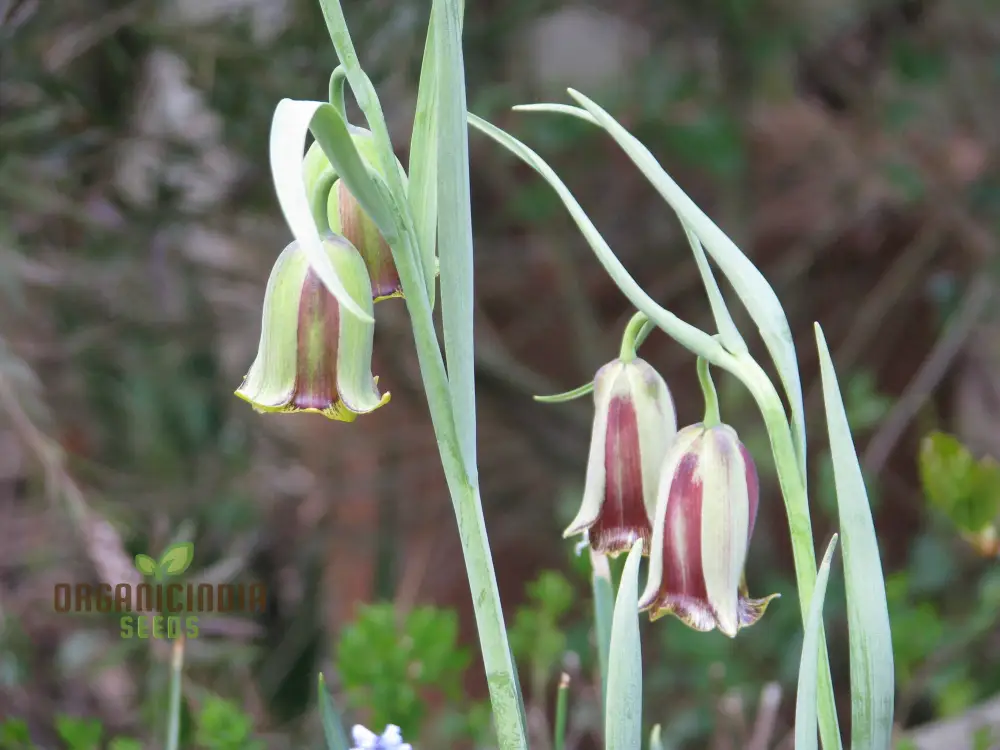 Fritillaria Acmopetala Seeds for Gardening - Premium Quality Flower Seeds for Your Garden