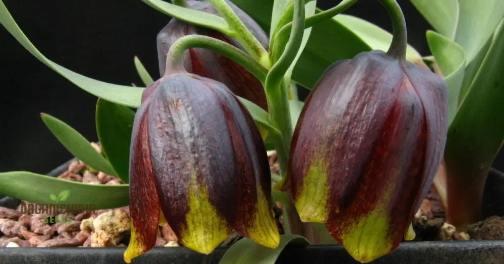 Fritillaria Crassifolia Subsp Kurdica Seeds for Planting - Premium Quality Seeds for Your Garden