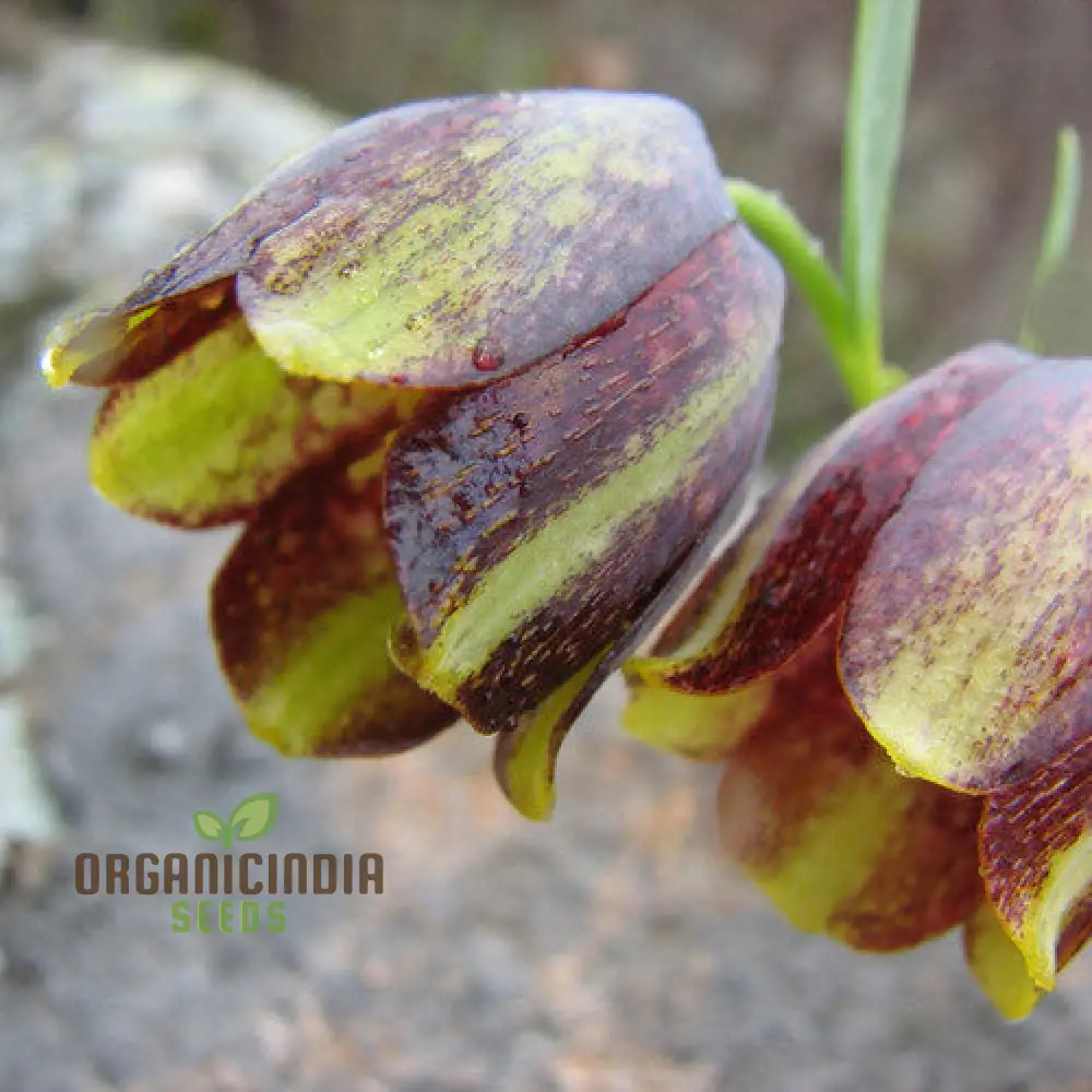 Fritillaria Crassifolia Subsp Kurdica Seeds for Planting - Premium Quality Seeds for Your Garden - Image 3