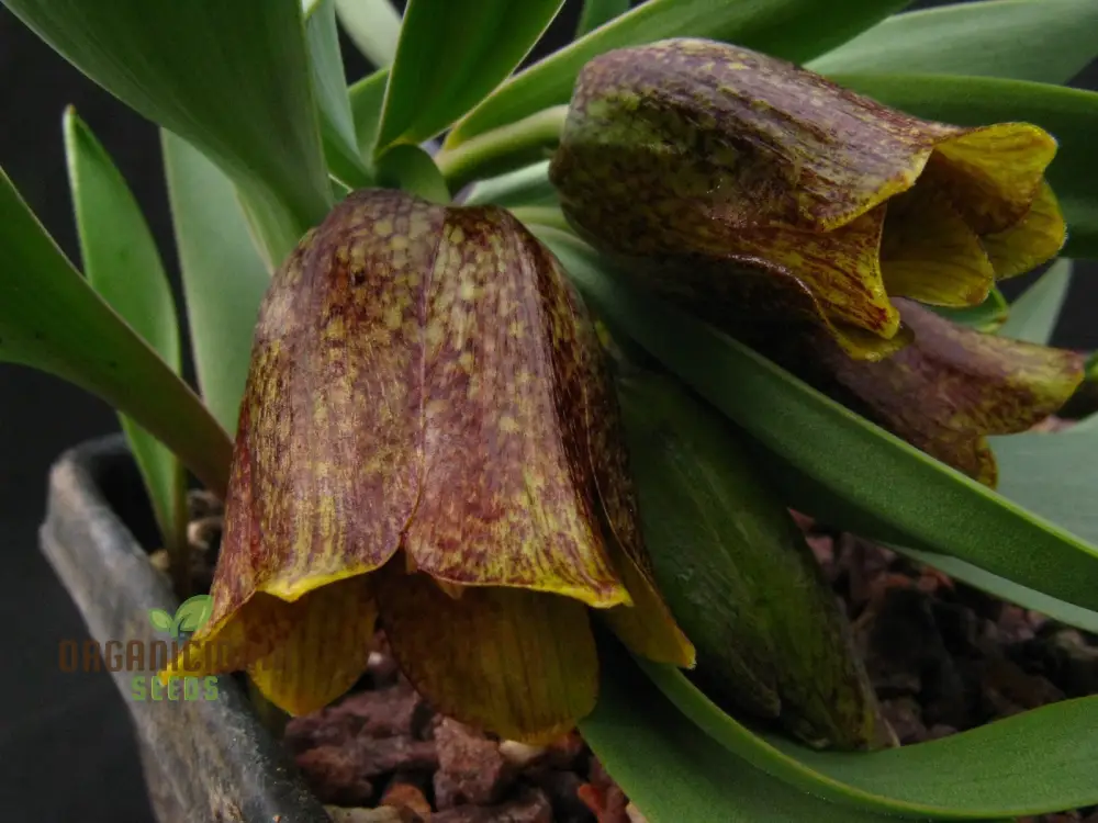 Fritillaria Crassifolia Subsp Kurdica Seeds for Planting - Premium Quality Seeds for Your Garden - Image 4