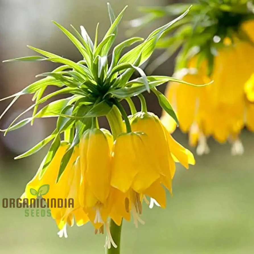 Fritillaria Imperialis Lutea Flower Seeds For Planting, Elegant Yellow Crown Imperial Flowers for a Stunning and Regal Garden Display