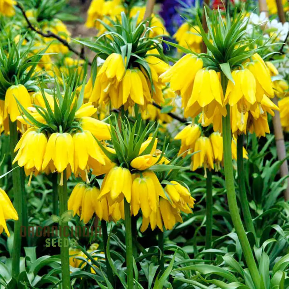 Fritillaria Imperialis Lutea Flower Seeds For Planting, Elegant Yellow Crown Imperial Flowers for a Stunning and Regal Garden Display - Image 3