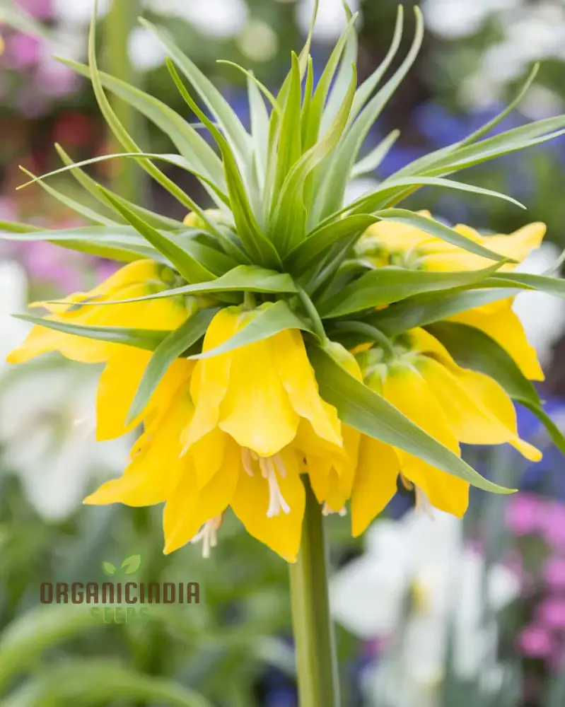 Fritillaria Imperialis Lutea Flower Seeds For Planting, Elegant Yellow Crown Imperial Flowers for a Stunning and Regal Garden Display - Image 4
