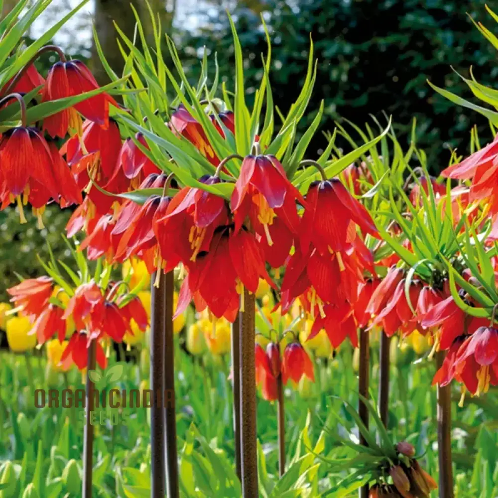 Fritillaria Imperialis Rubra Flower Seeds For Planting, Majestic Red Crown Imperial Flowers for a Dramatic Garden Display - Image 3