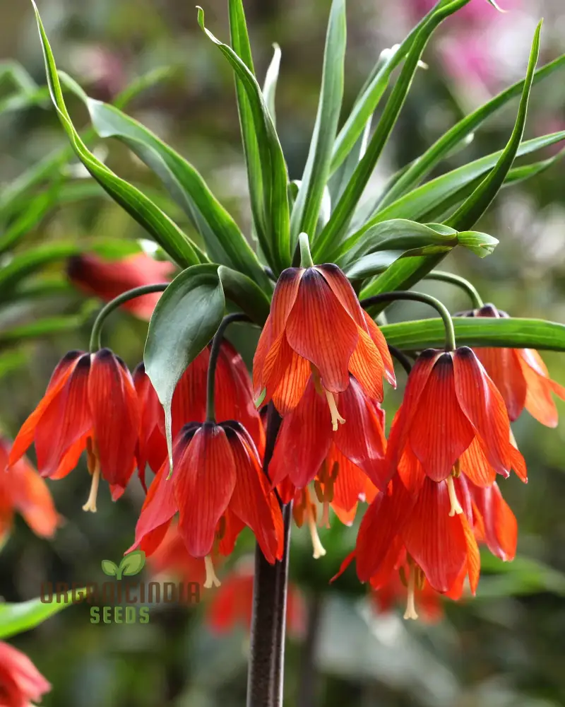 Fritillaria Imperialis Rubra Flower Seeds For Planting, Majestic Red Crown Imperial Flowers for a Dramatic Garden Display - Image 4