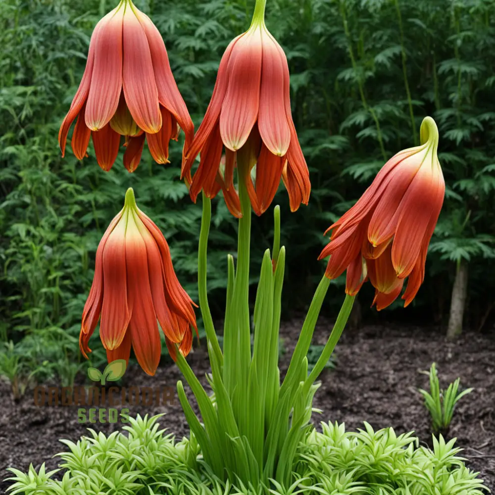Red Lily Flower Seeds Elevate Your Gardening Experience with Majestic, Regal Blooms