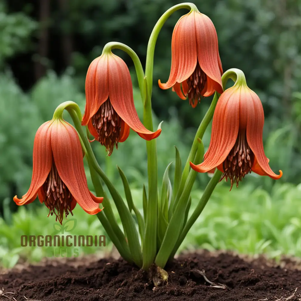 Red Lily Flower Seeds Elevate Your Gardening Experience with Majestic, Regal Blooms - Image 3