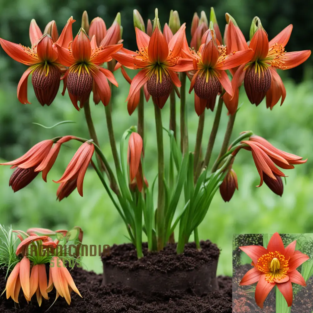 Red Lily Flower Seeds Elevate Your Gardening Experience with Majestic, Regal Blooms - Image 4