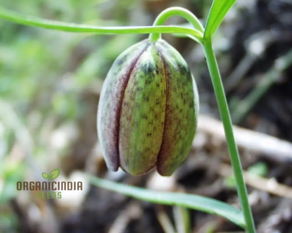 Fritillaria Involucrata Seeds - Exotic Planting Delights for Your Garden