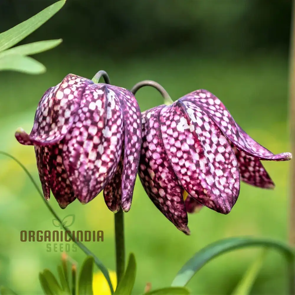 Fritillaria Meleagris Seeds - Exquisite Checkered Lily for Planting in Gardens and Naturalizing