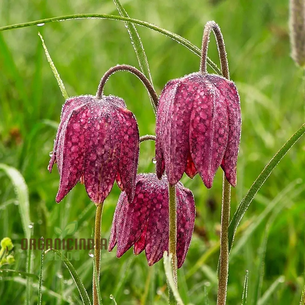 Fritillaria Meleagris Seeds - Exquisite Checkered Lily for Planting in Gardens and Naturalizing - Image 3