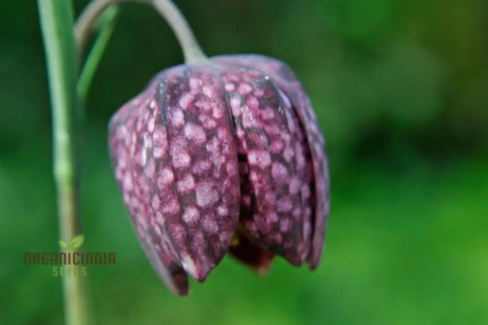Fritillaria Meleagris Seeds - Exquisite Checkered Lily for Planting in Gardens and Naturalizing - Image 4