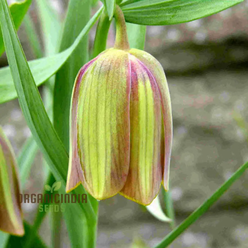 Fritillaria Pontica Seeds - Planting Perfection for Your Garden - Image 3