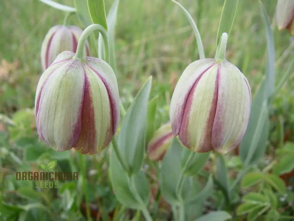 Fritillaria Pontica Seeds - Planting Perfection for Your Garden - Image 4