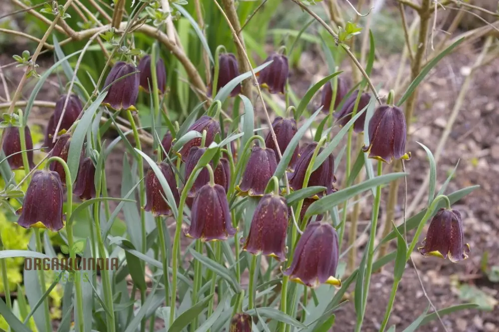 Fritillaria Pyrenaica Seeds - Rare Alpine Planting for Gardening Enthusiasts - Planting Instructions Included