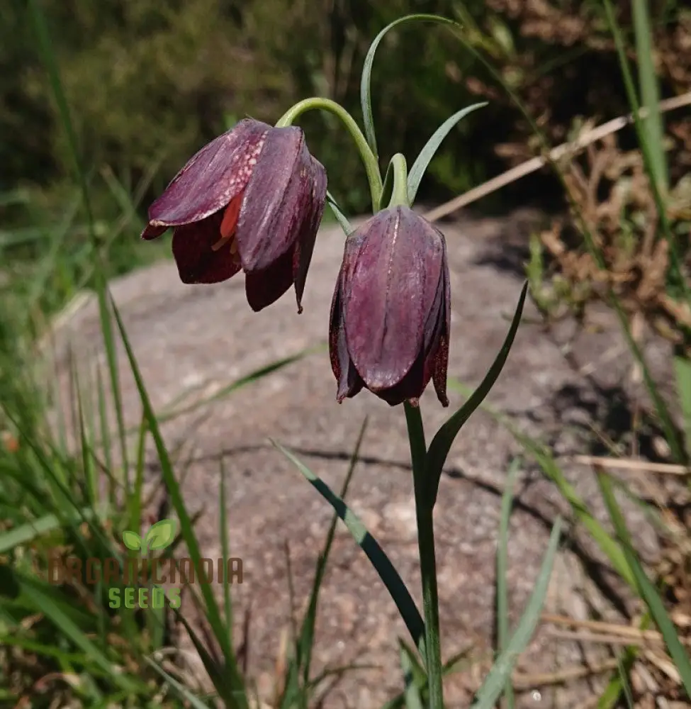 Fritillaria Pyrenaica Seeds - Rare Alpine Planting for Gardening Enthusiasts - Planting Instructions Included - Image 3