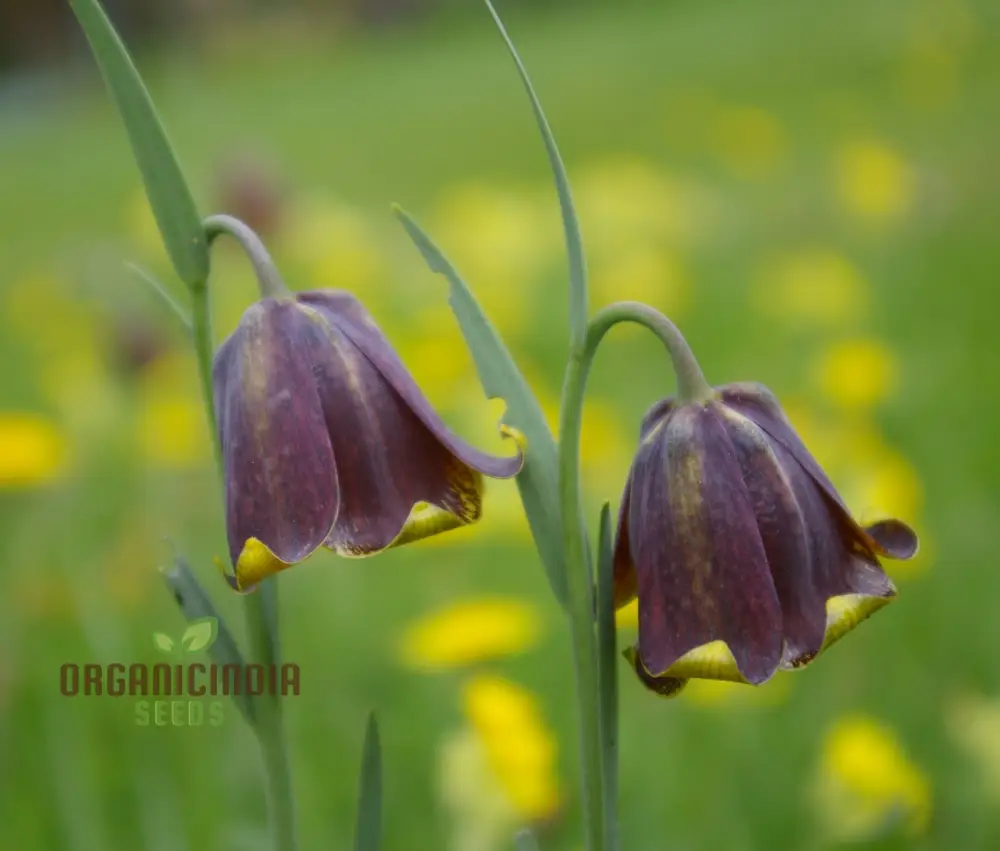 Fritillaria Pyrenaica Seeds - Rare Alpine Planting for Gardening Enthusiasts - Planting Instructions Included - Image 4