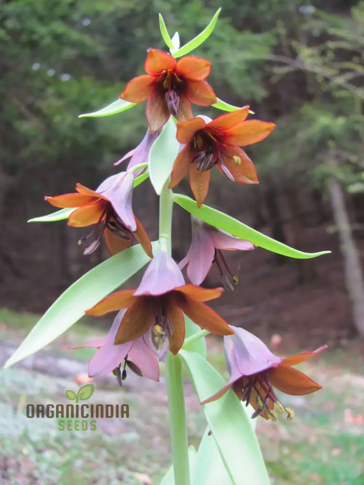 Fritillaria Sewerzowii Seeds - Exquisite Planting Delights for Your Garden